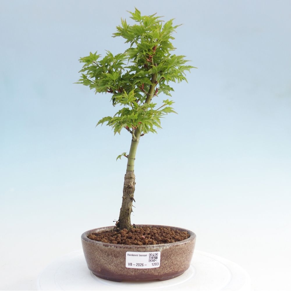 Bonsai für draußen -Javor-Palme Acer palmatum Shishigashira