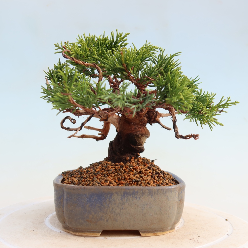 Bonsai für draußen - Juniperus chinensis Itoigawa