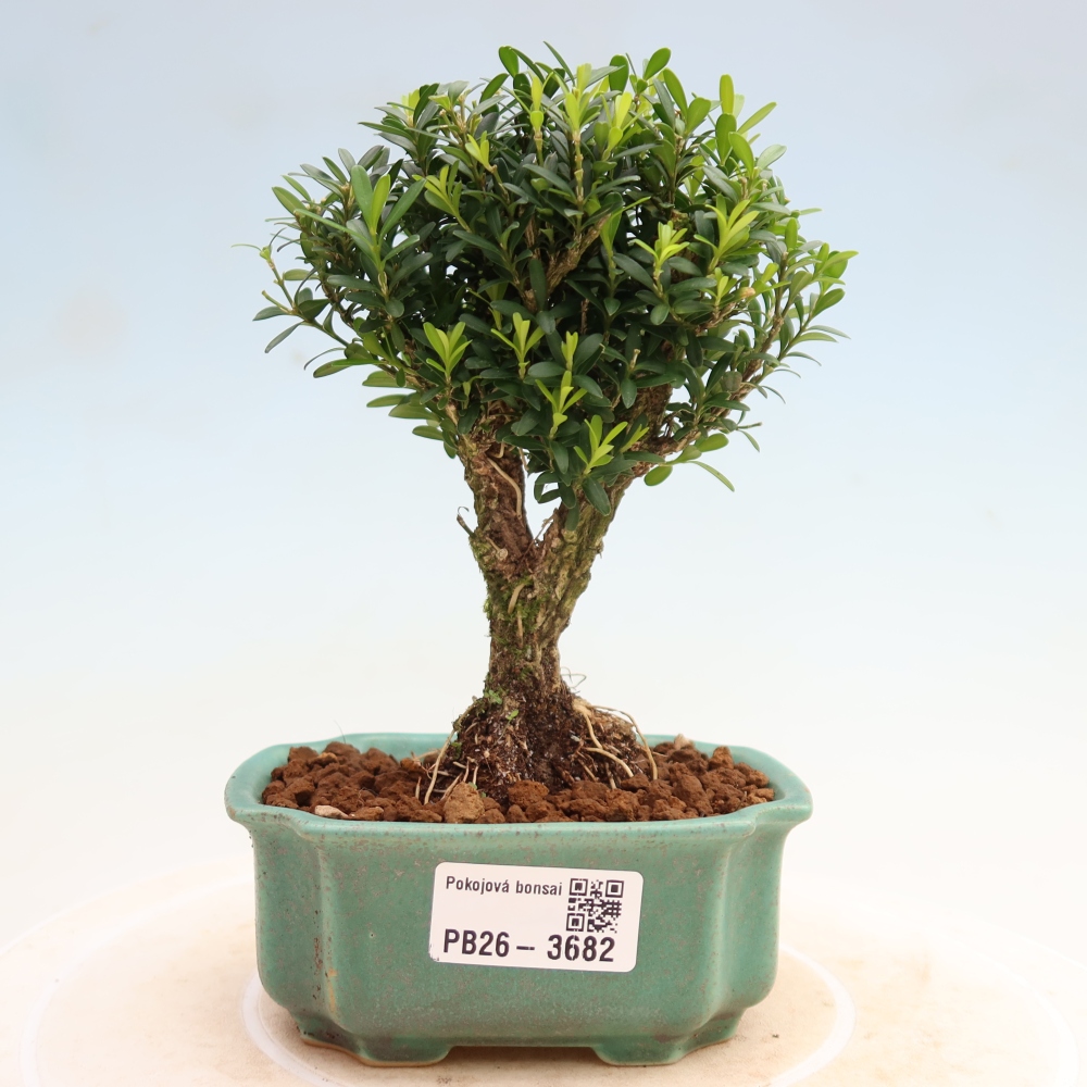 Zimmer Bonsai - Buxus harlandii - Korkbuxus