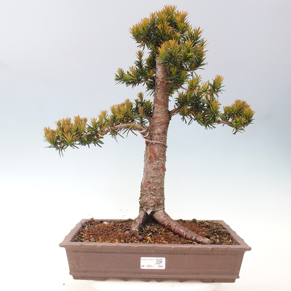 Bonsai für draußen - Taxus cuspidata - Japanische Eibe