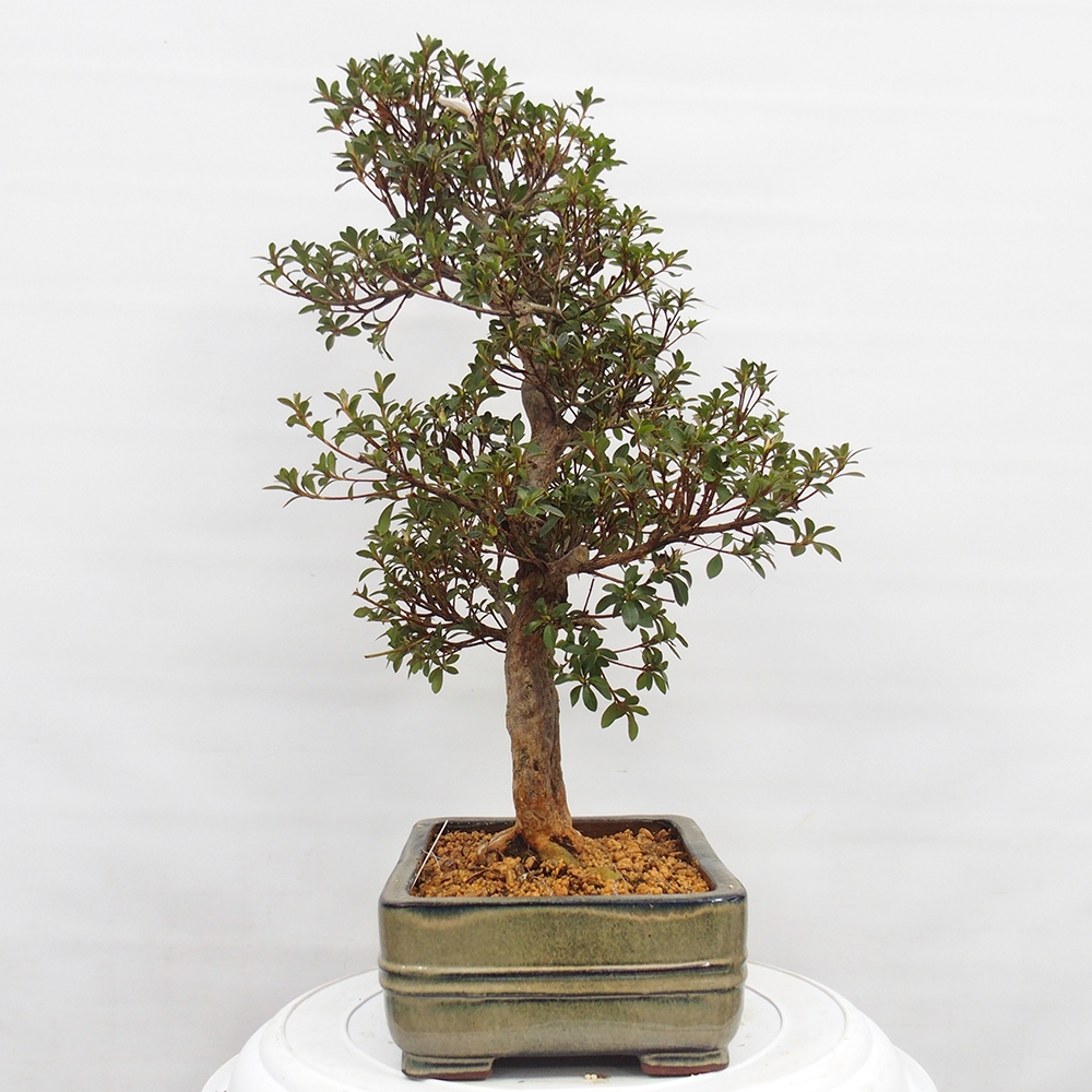 Bonsai für draußen - Japanische Azalee - Azalee Hanatsuzuri