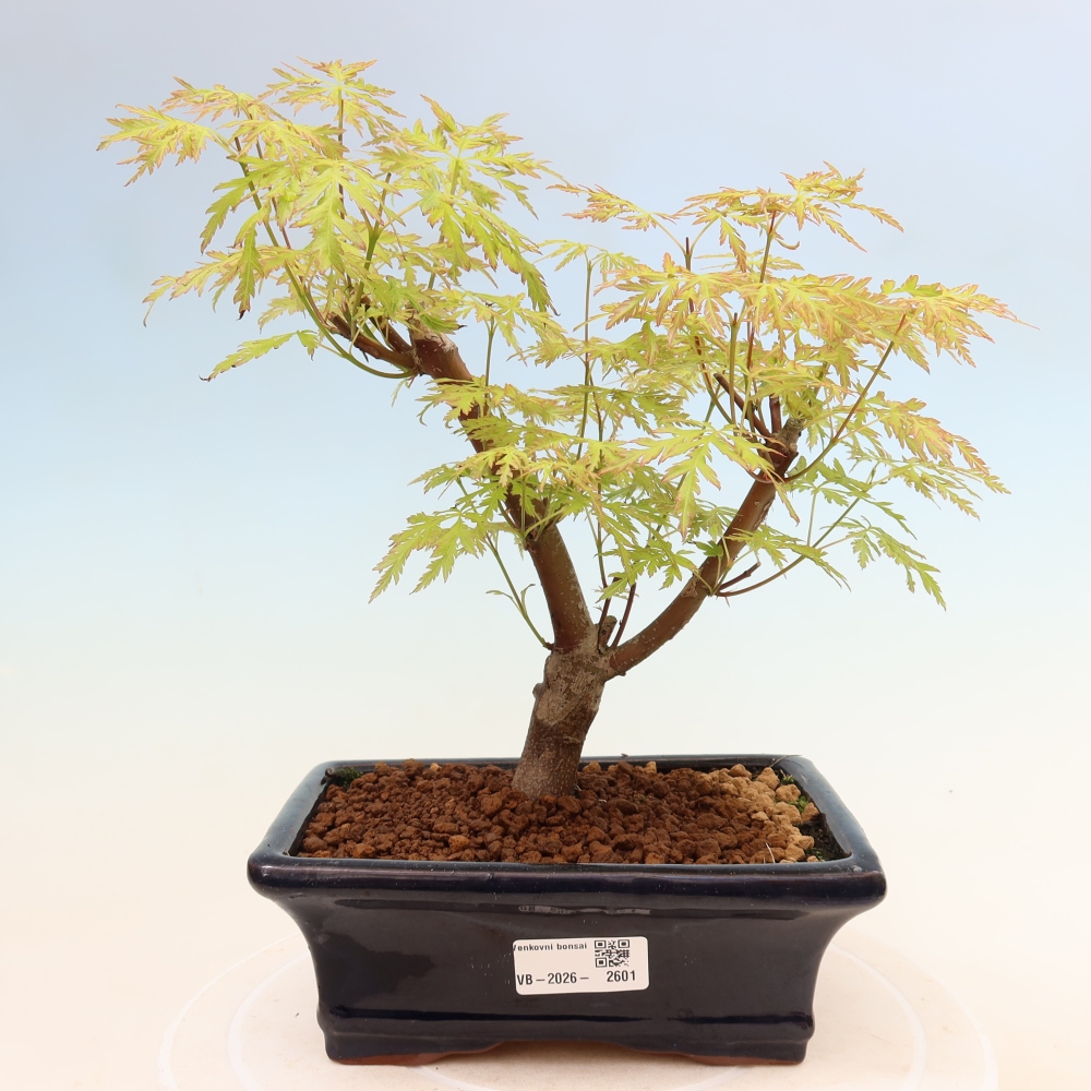 Bonsai für draußen - Acer palmatum Dissectum