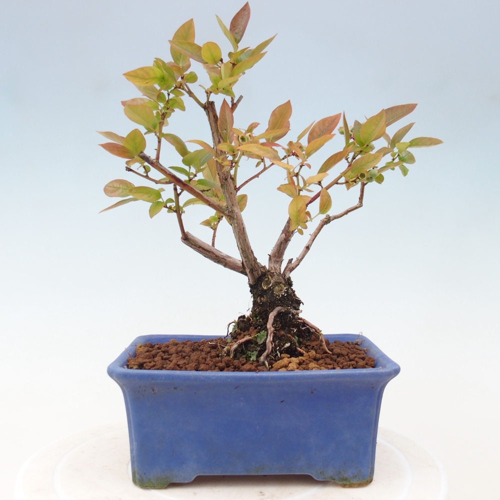 Bonsai für draußen - Kanadische Heidelbeere - Vaccinium corymbosum