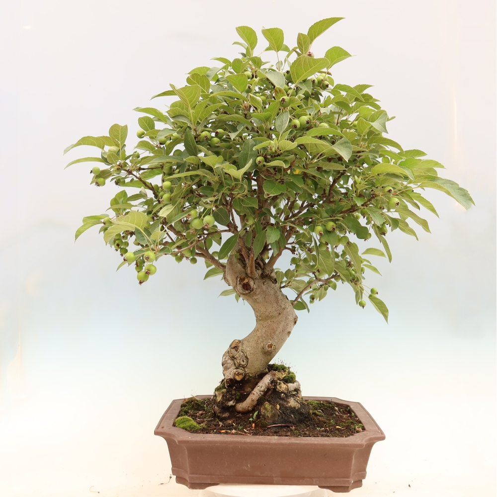 Outdoor-Bonsai -Malus halliana - Kleinfrüchtiger Apfelbaum