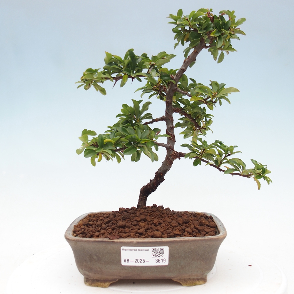 Freiland-Bonsai-Pyracantha Teton -Hlox