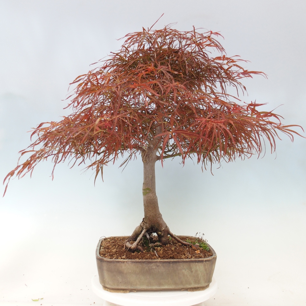 Bonsai für draußen - Acer palmatum RED PYGMY