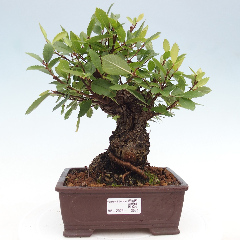 Bonsai für draußen - Zelkova - Zelkova NIRE