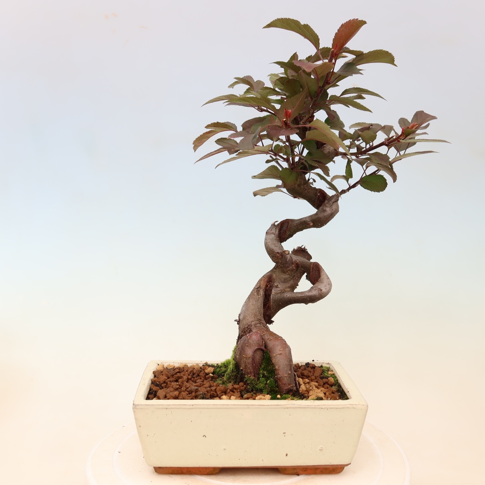 Outdoor-Bonsai -Malus domestica - Kleinfrüchtiger rotblättriger Apfelbaum
