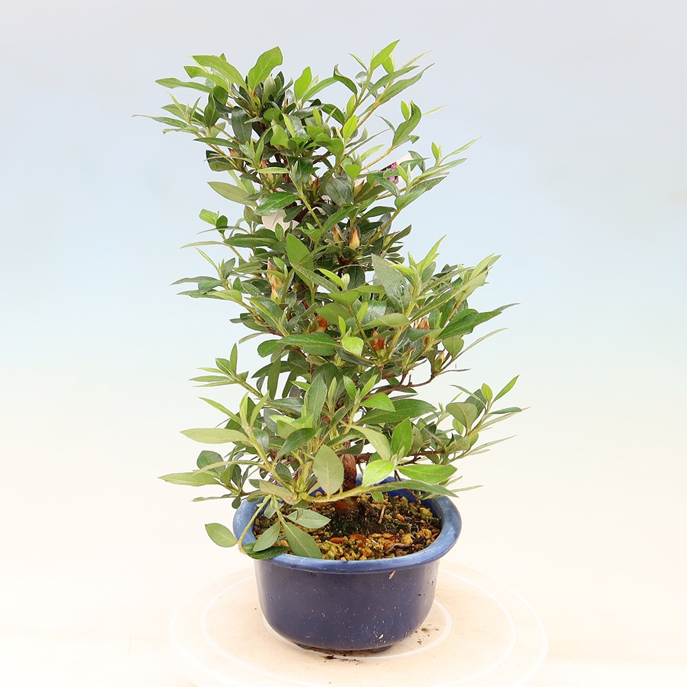Bonsai für draußen - Japanische Azalee - Azalea Shinsei