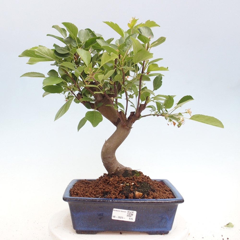 Outdoor-Bonsai -Malus halliana - Kleinfrüchtiger Apfelbaum