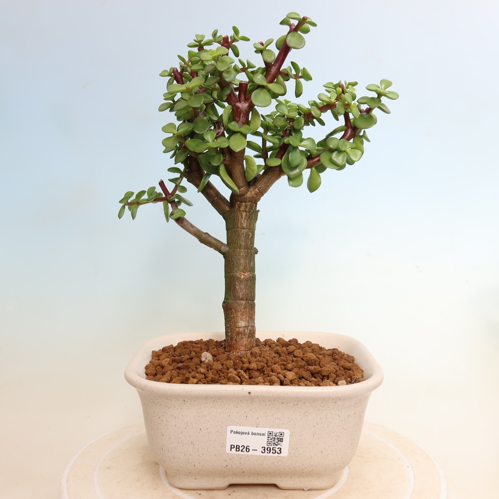 Zimmer Bonsai - Portulakaria Afra - Tlustice