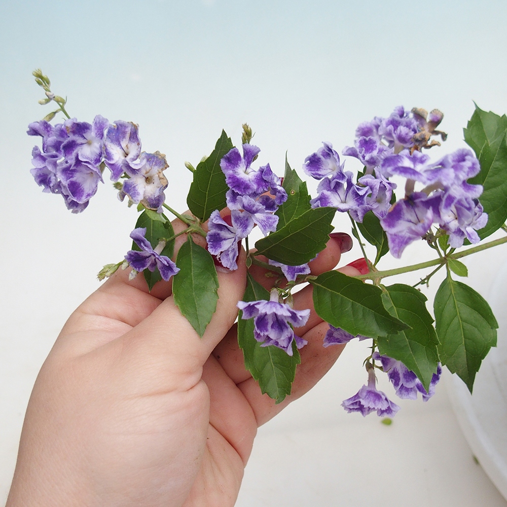 Zimmer Bonsai - Duranta repens -Duranta