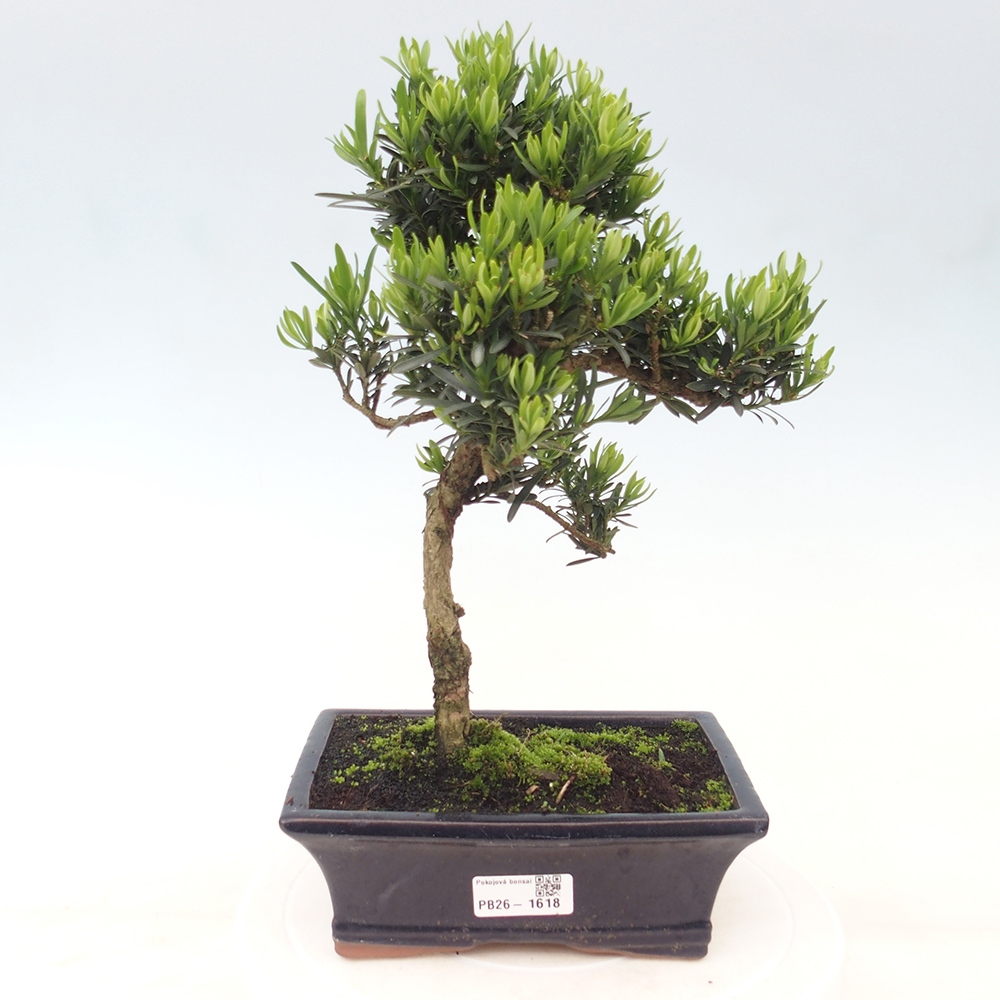 Zimmerbonsai - Podocarpus - Stein-Eibe