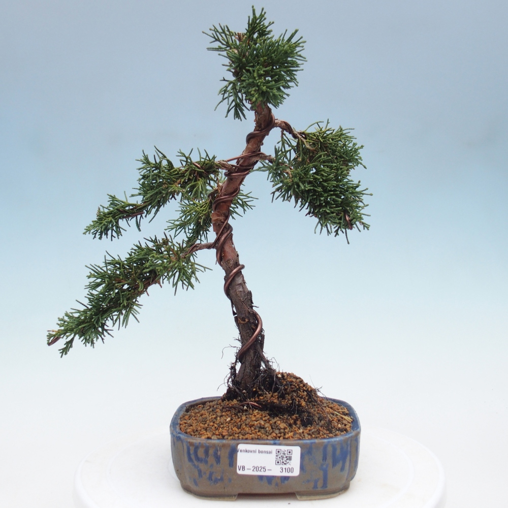 Bonsai für draußen - Juniperus chinensis Kishu