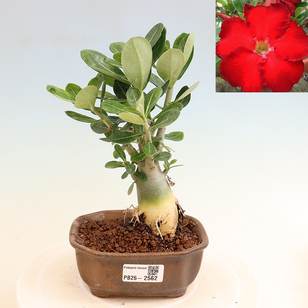 Zimmerbonsai – Adenium obesum „Red Star“ – Wüstenrose