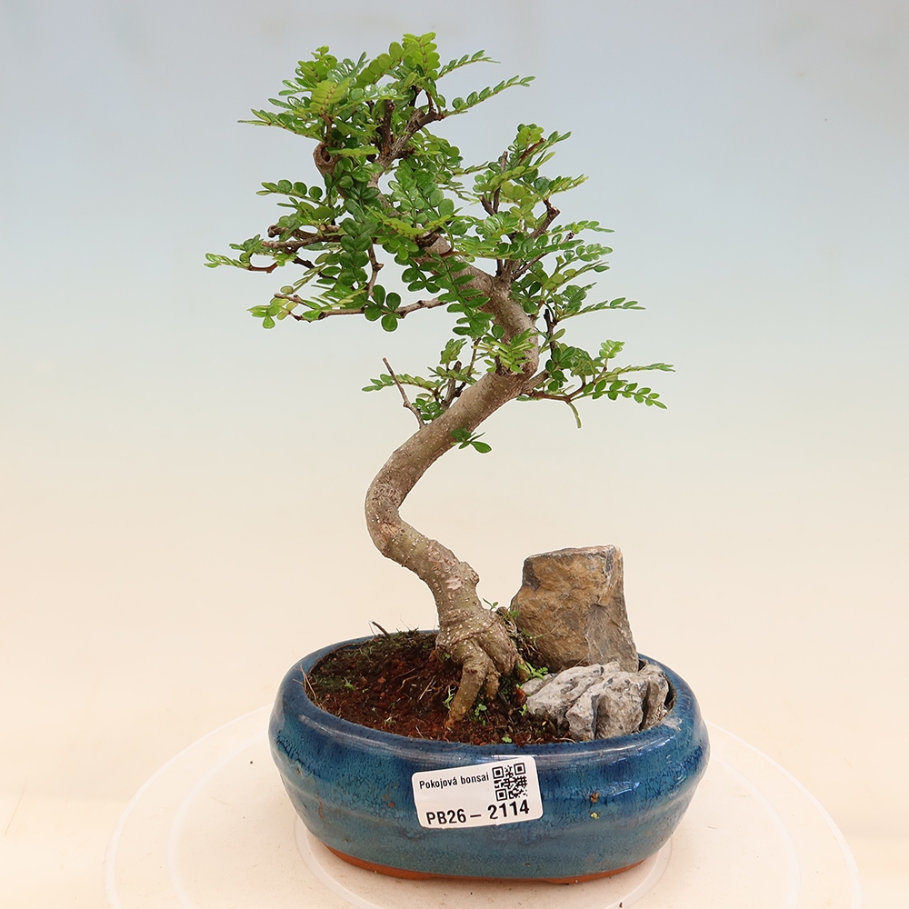 Zimmer Bonsai - Zantoxylum piperitum - Pfefferbaum
