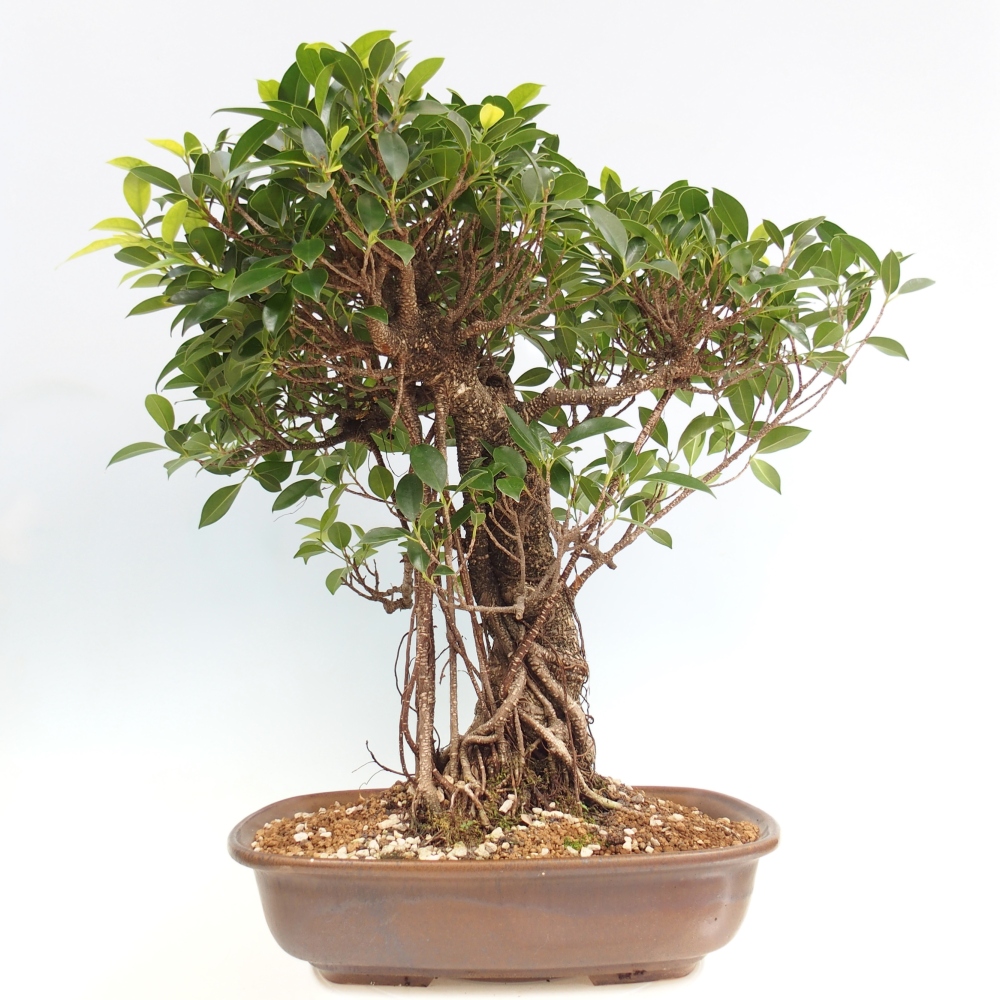 Zimmerbonsai - Ficus kimmen - kleinblättriger Ficus - NUR PERSÖNLICHE ABHOLUNG oder Palettentransport