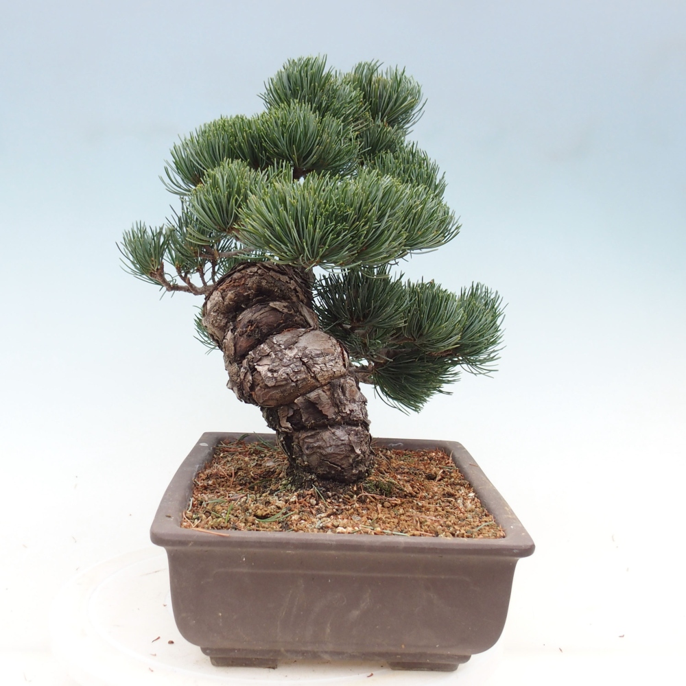 Bonsai für draußen - Pinus parviflora - Pinus parviflora