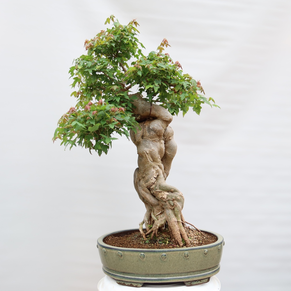 Bonsai für draußen - Ahorn Burger - Acer Burgerianum