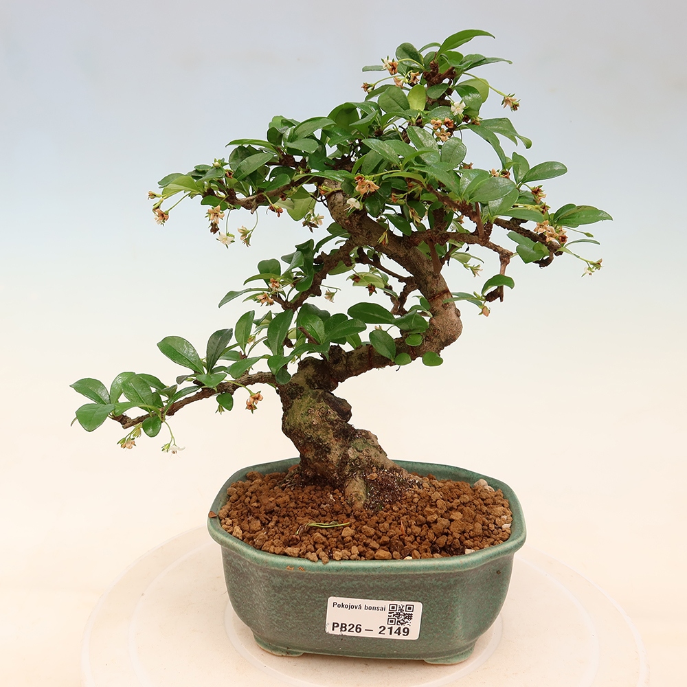 Zimmer-Bonsai - Carmona macrophylla - Tee-Fuki