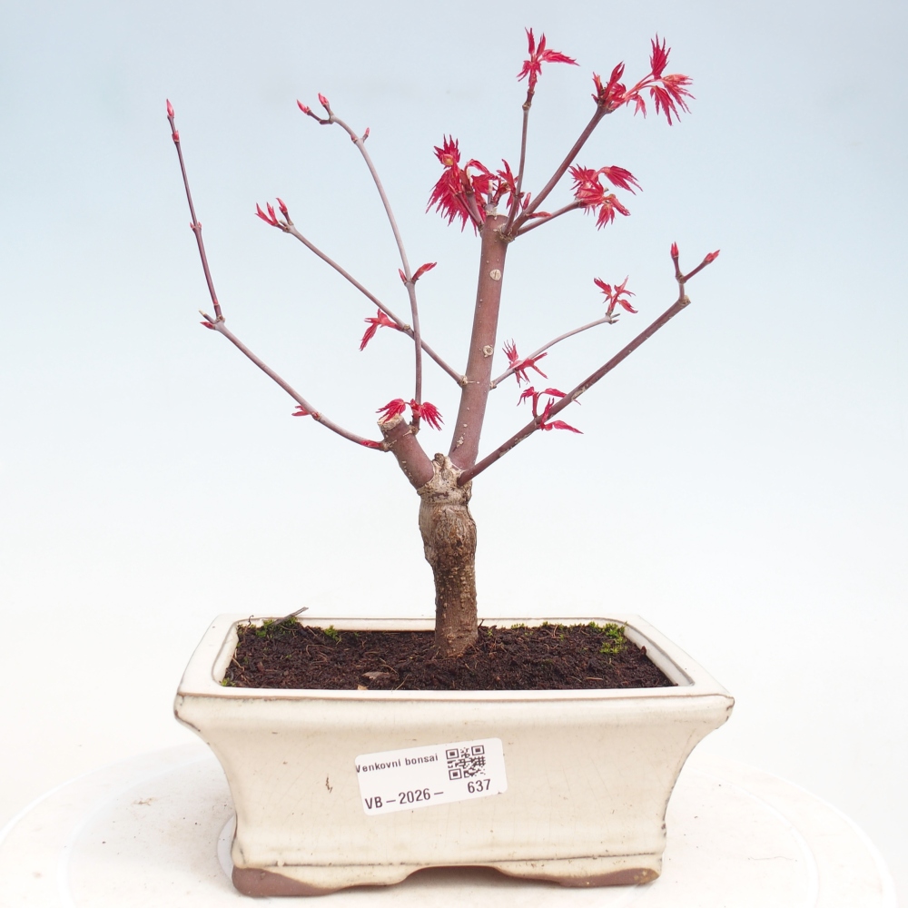 Bonsai für draußen - Acer palmatum DESHOJO