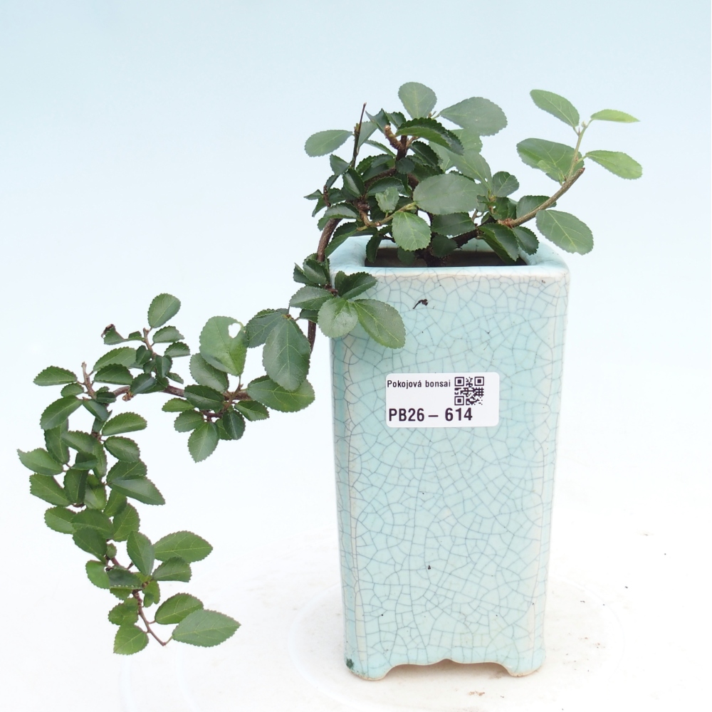 Zimmerbonsai - Grewia occidentalis - Lavendel Seestern