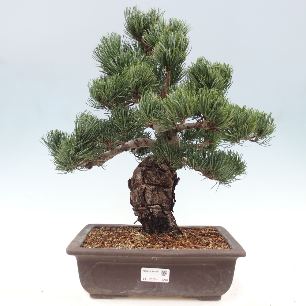 Bonsai für draußen - Pinus parviflora - Pinus parviflora