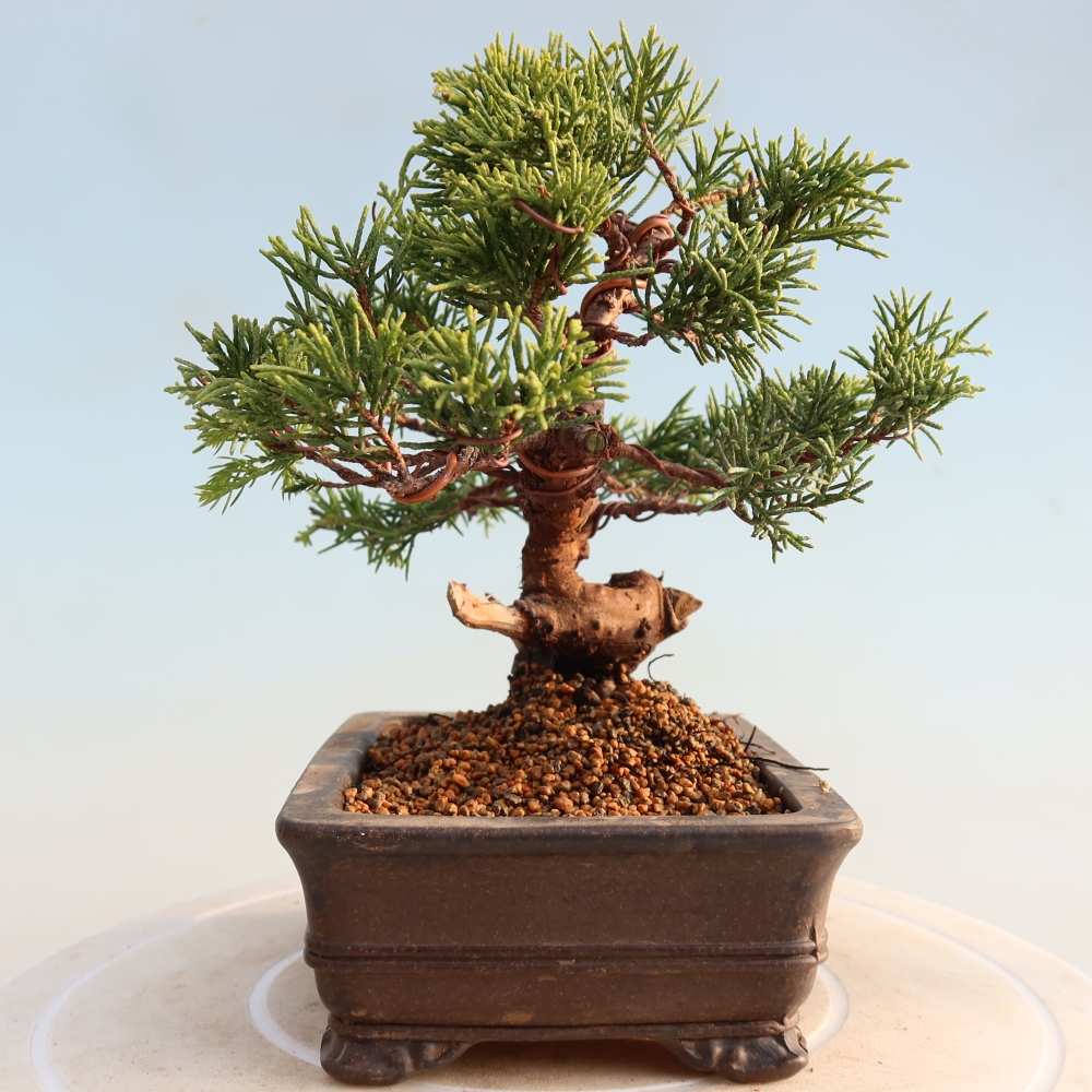 Bonsai für draußen - Juniperus chinensis Itoigawa