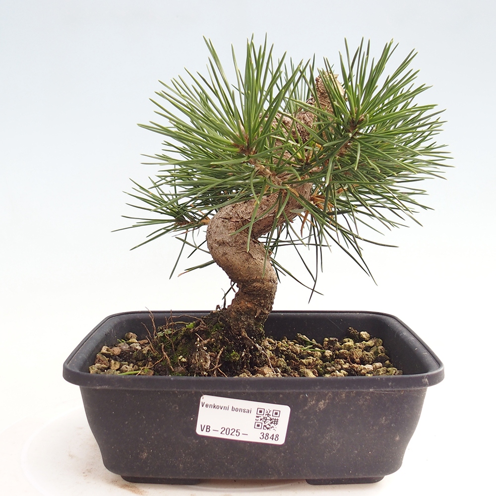 Bonsai für draußen - Pinus thunbergii - Thunberg-Kiefer