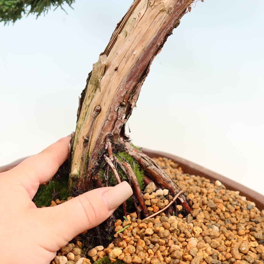 Bonsai für draußen - Juniperus chinensis Kishu