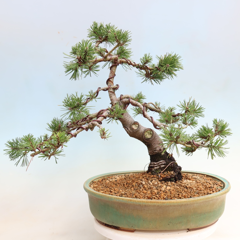 Bonsai für den Außenbereich – Pinus mugo Humpy – Zwergkiefer