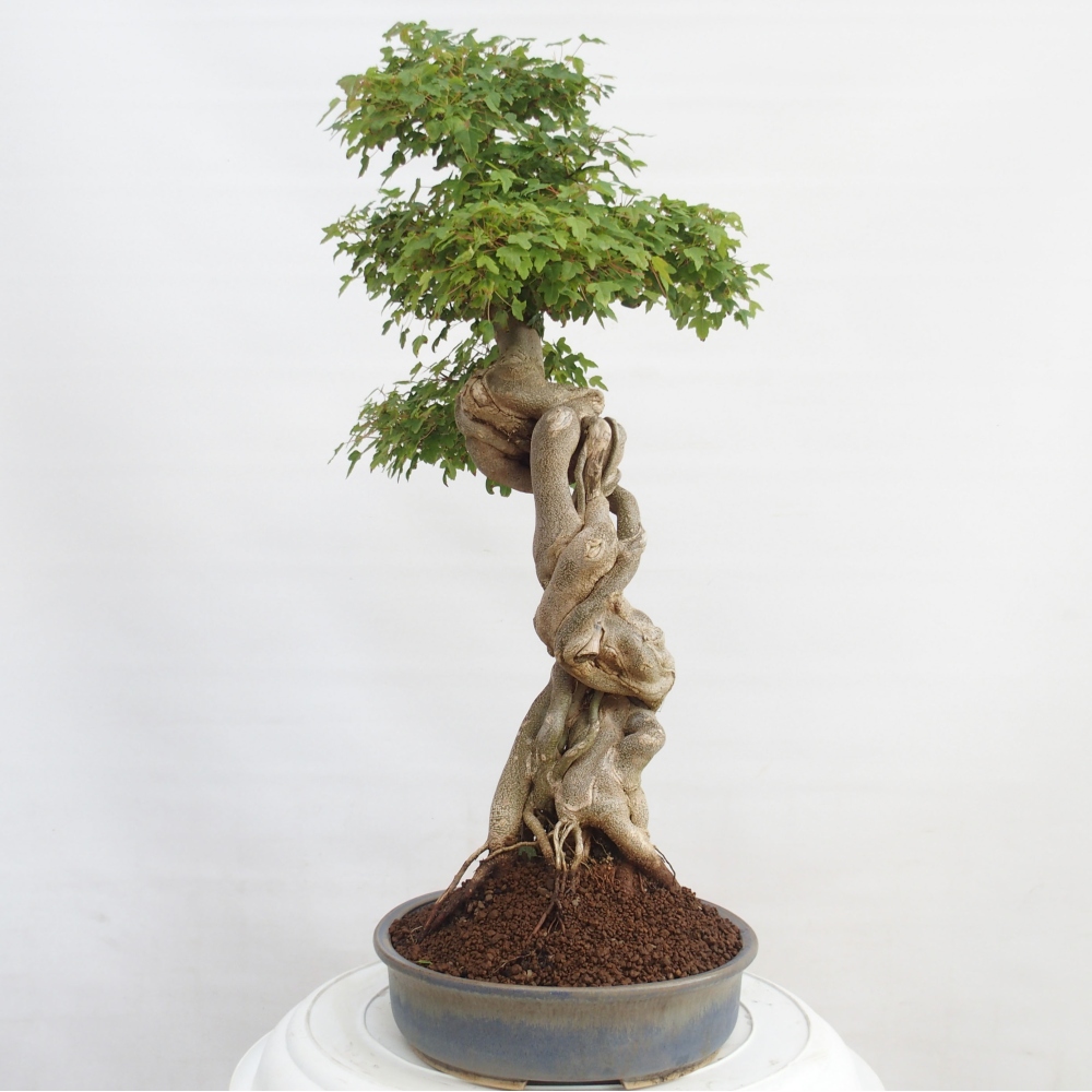 Bonsai für draußen - Acer Buergerianum - Bergahorn