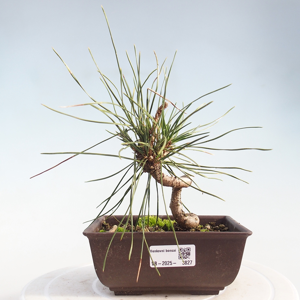 Bonsai für draußen - Pinus thunbergii - Thunberg-Kiefer