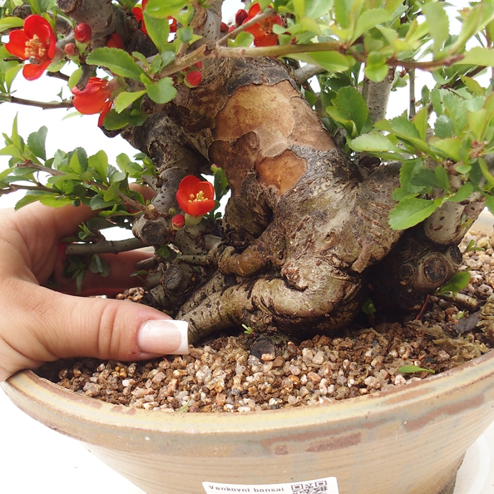 Bonsai für draußen - Chaneomeles speciosa - Quitte