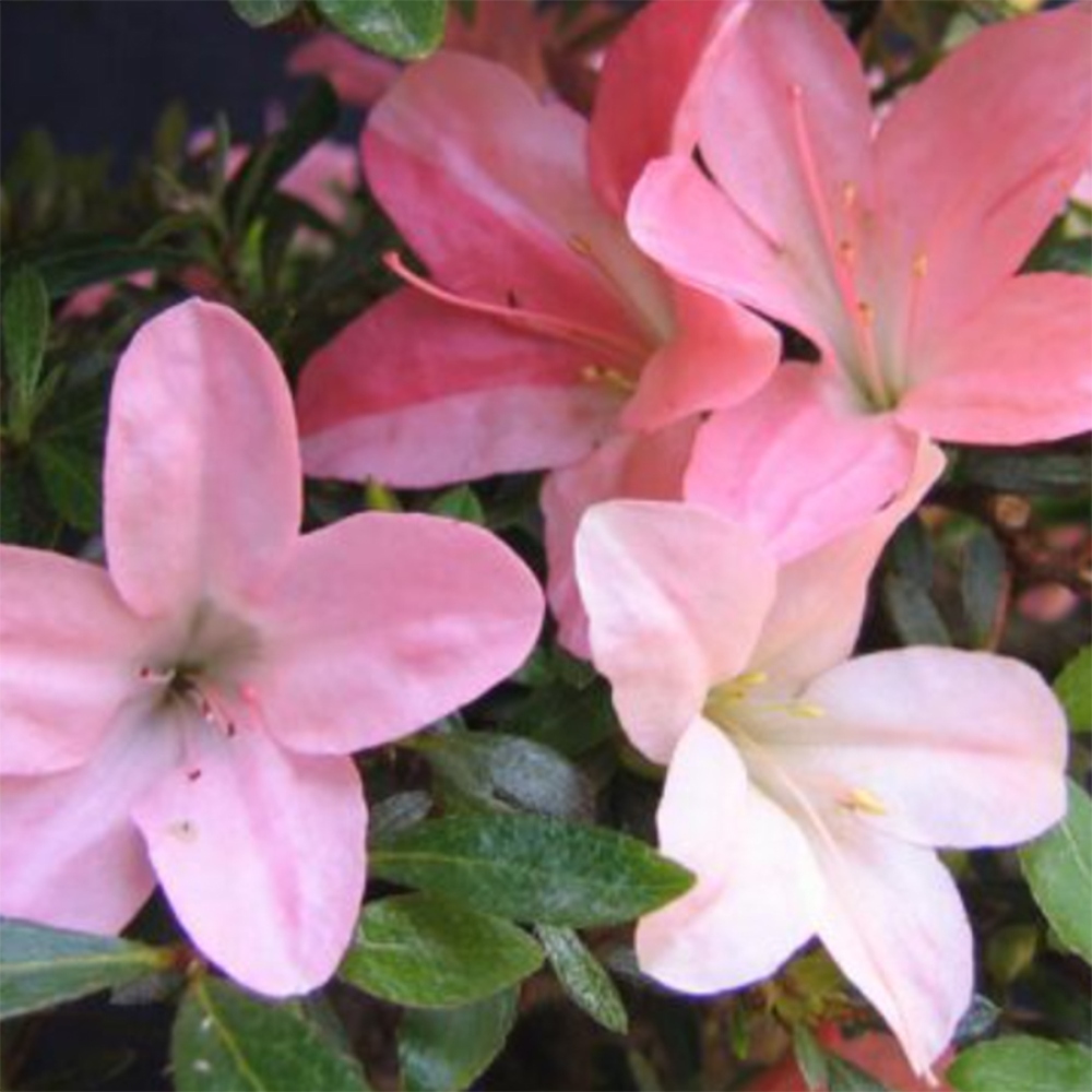 Bonsai für draußen - Japanische Azalee - Azalea Nikko