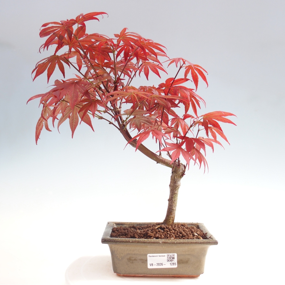 Bonsai für draußen - Acer-Palme. Atropurpureum-Javor palmate