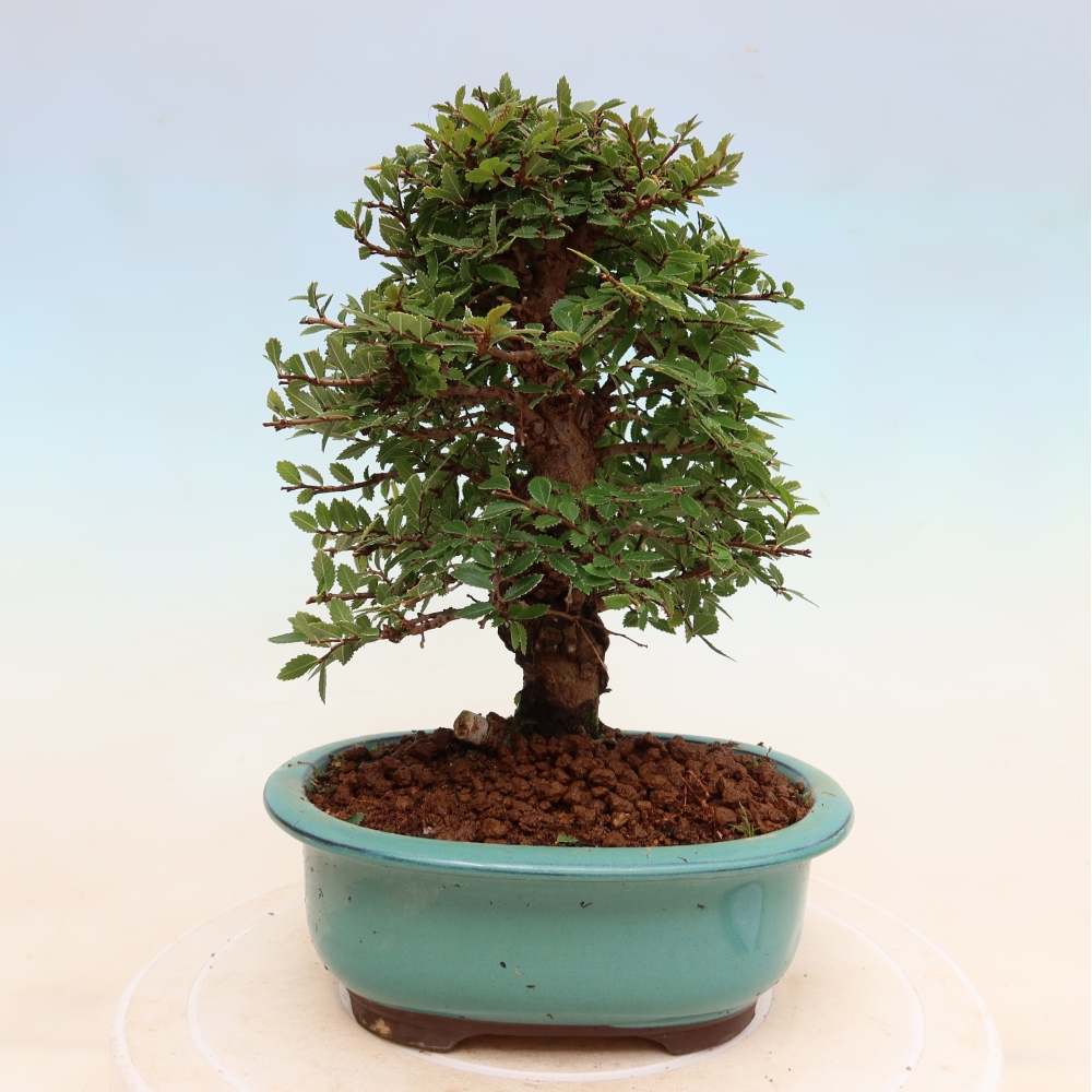 Bonsai für draußen - Zelkova - Zelkova NIRE
