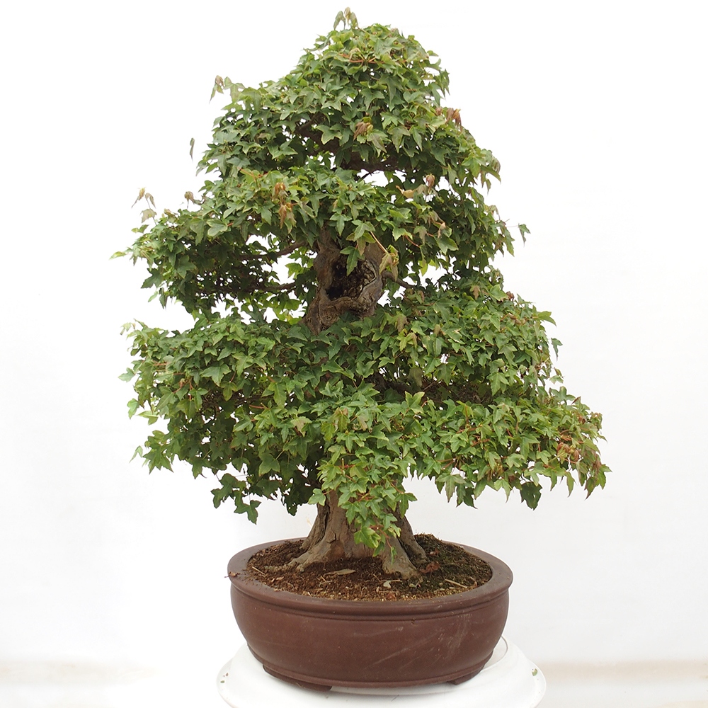 Bonsai für draußen - Acer Buergerianum - Bergahorn