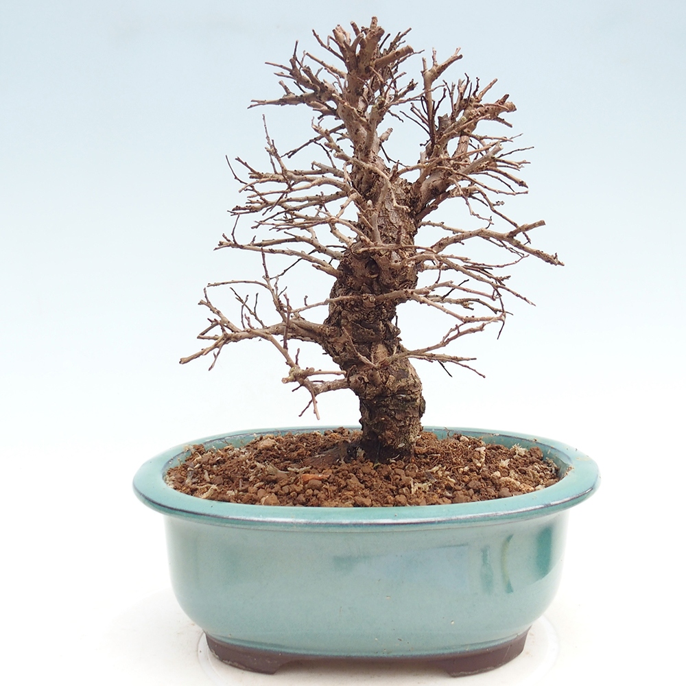 Bonsai für draußen - Zelkova - Zelkova NIRE