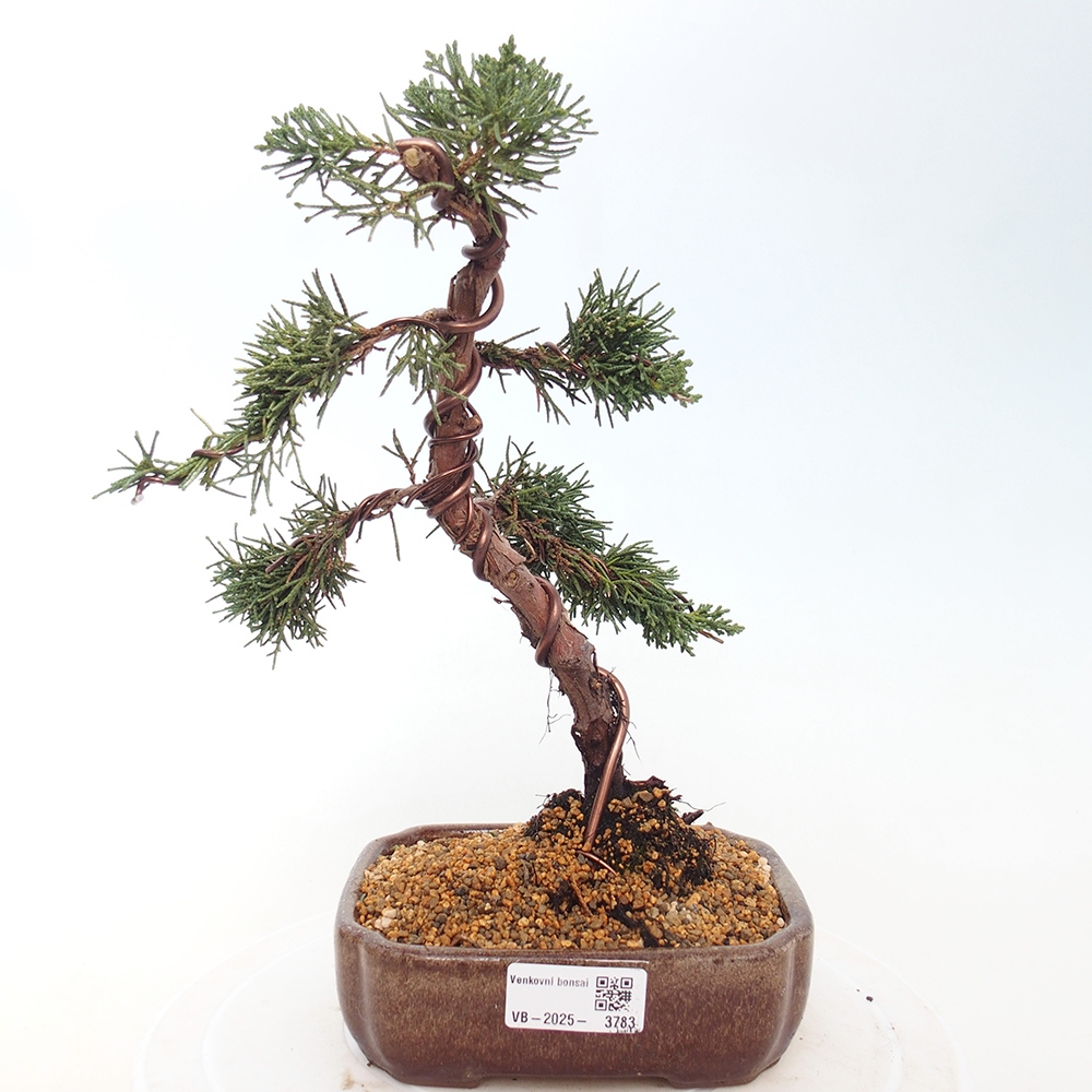 Bonsai für draußen - Juniperus chinensis Kishu