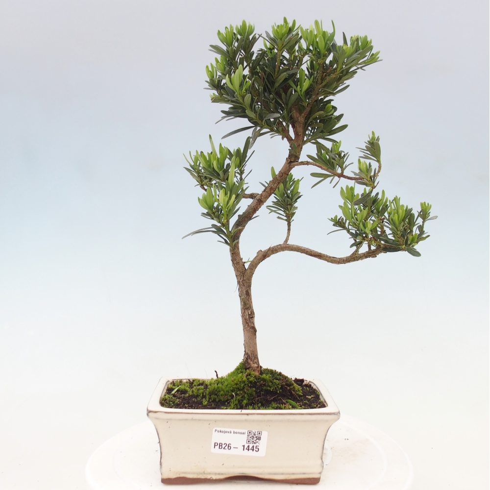 Zimmerbonsai - Podocarpus - Stein-Eibe