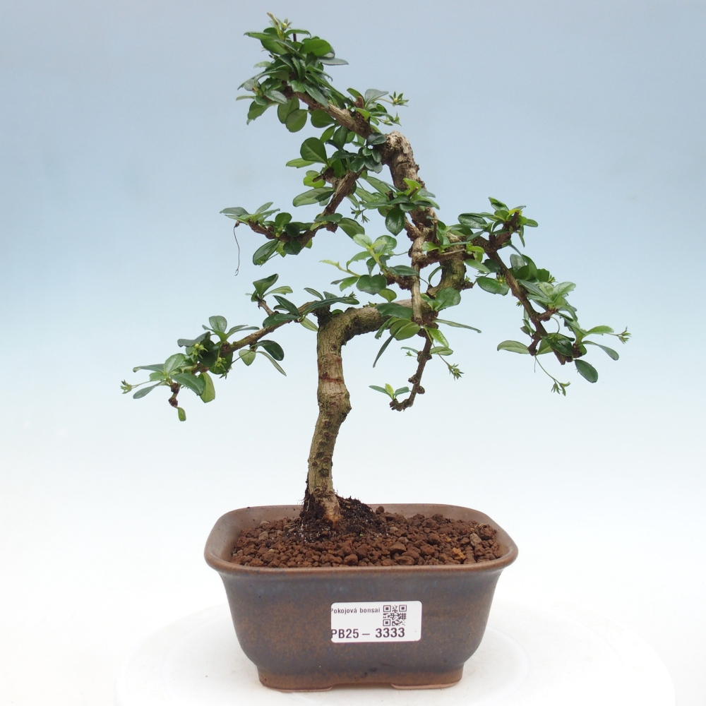 Zimmer-Bonsai - Carmona macrophylla - Tee-Fuki