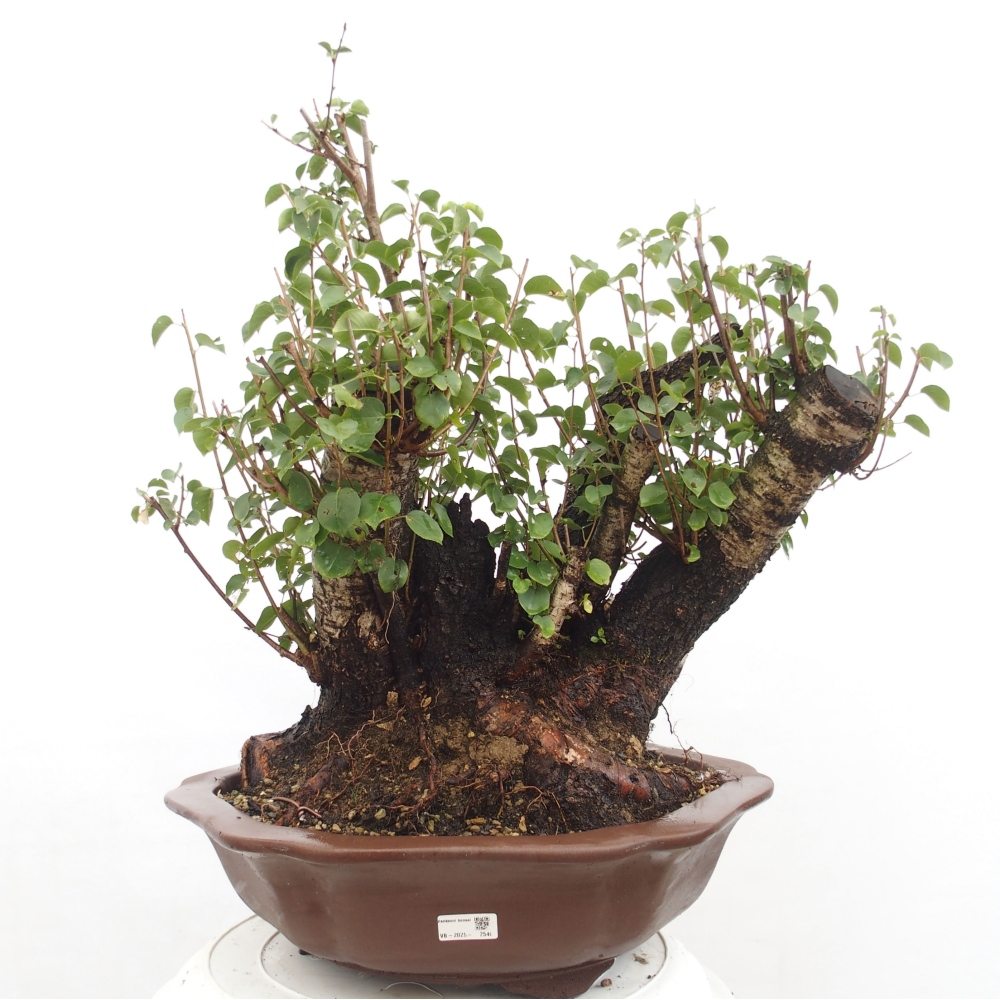 Bonsai für draußen - Mahalebka - Prunus mahaleb