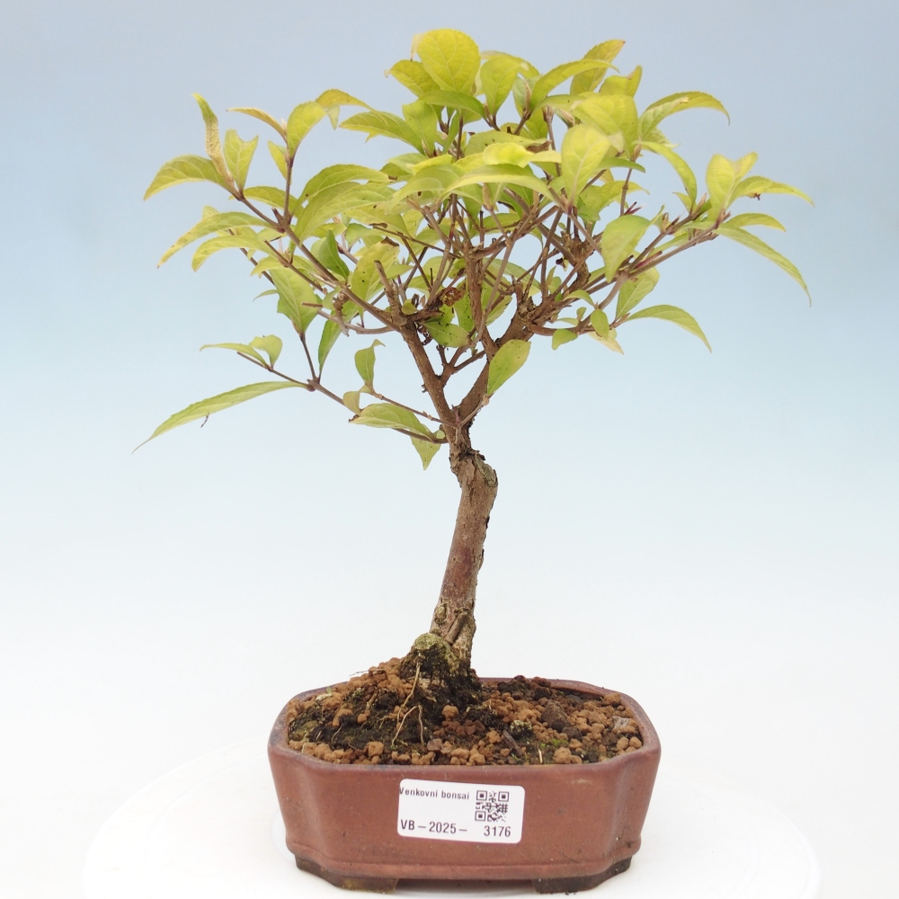 Bonsai für draußen - Callicarpa japonica