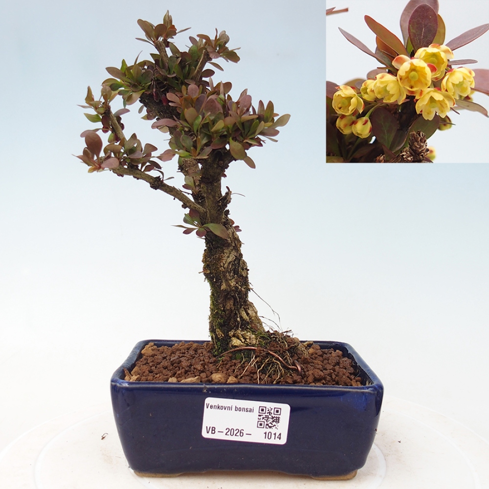 Bonsai für draußen - Berberis Thunbergii Bagatelle