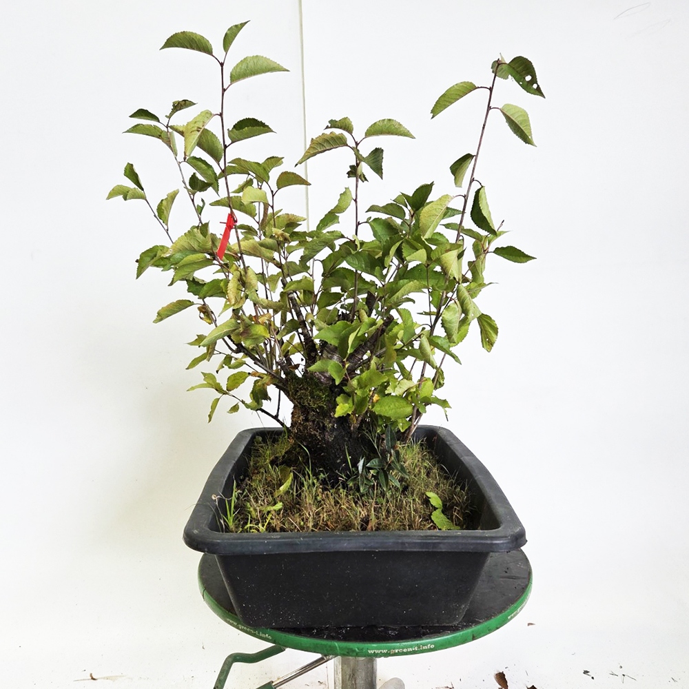 Freiland Bonsai Kirsche - Prunus aviata