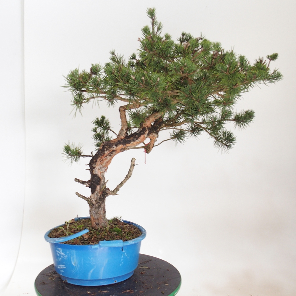 Yamadori - Pinus sylvestris Spanien