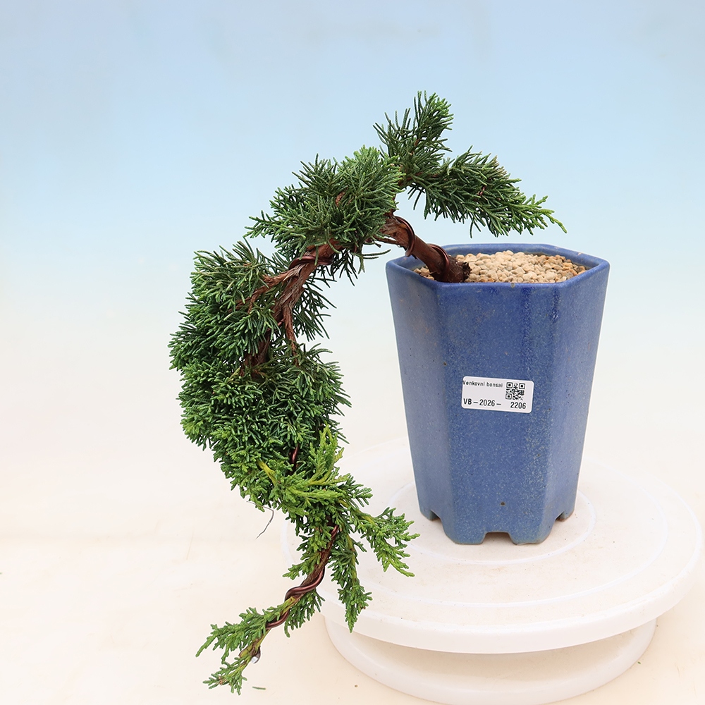 Bonsai für draußen - Juniperus chinensis Kishu