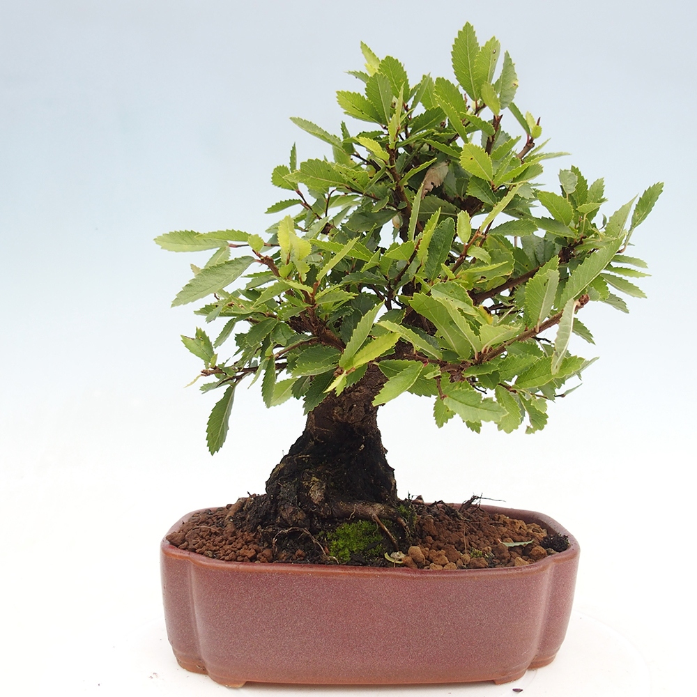 Bonsai für draußen - Zelkova - Zelkova NIRE