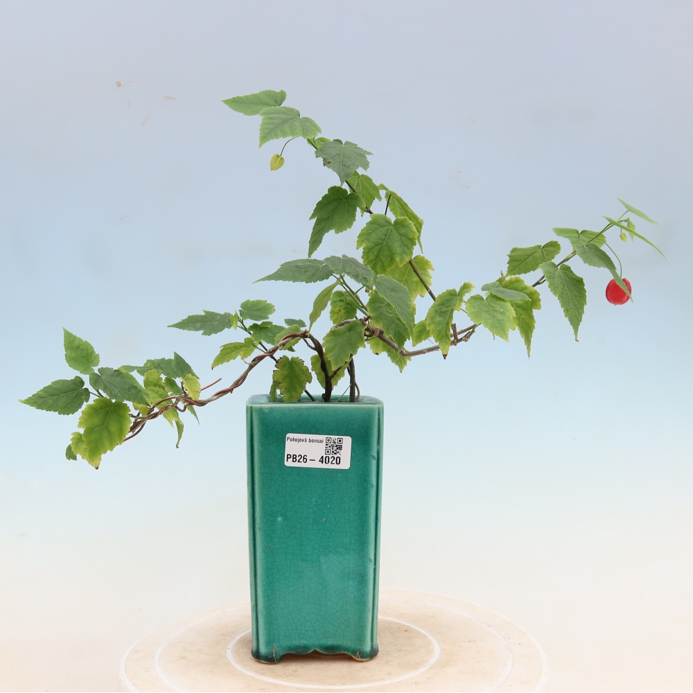Zimmerbonsai - Abutilon Big Bell - Moltebeere